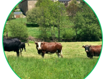 ferme_de_montagne_a_Dorres.png