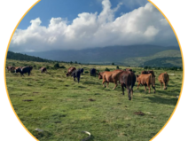 Paturage_en_journee_pres_de_Font-Romeu-Odeillo-Via2.png