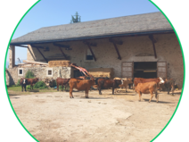 Elevage_de_bovins_pres_de_Font-Romeu-Odeillo-Via.png